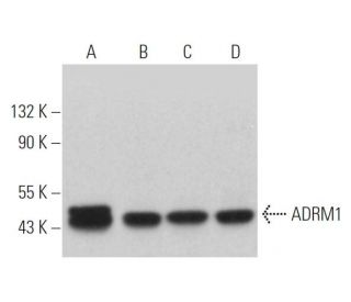 ADRM1 Antibody (C-7) - Western Blotting - Image 365437 