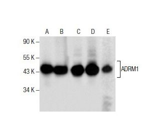 ADRM1 Antibody (D-12) - Western Blotting - Image 285804 