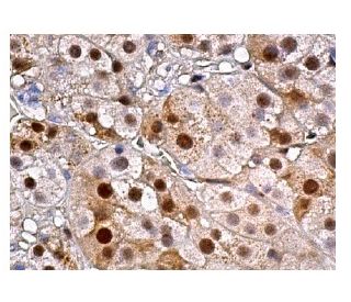 ADRM1 Antibody (F-12) - Immunohistochemistry - Image 159506 