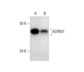 ADRM1 Antibody (G-3): sc-374018