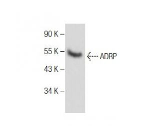 ADRP Antibody (B-6) - Western Blotting - Image 284493 