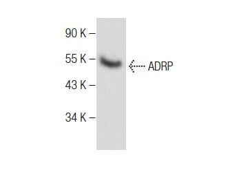 ADRP Antibody (B-6) | SCBT - Santa Cruz Biotechnology