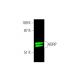 ADRP Antibody (B-6) - Western Blotting - Image 381600