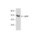 western blotting image from recommended ADRP (B-6) monoclonal antibody replacement. Image 284493