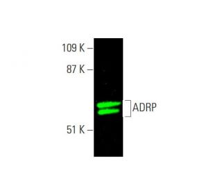 ADRP Antibody (B-6) - Western Blotting - Image 381600