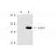 AdSS1 Antibody (H-2) - Western Blotting - Image 80694