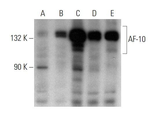 AF-10抗体 (HAF10 9A5/2) | SCBT - Santa Cruz Biotechnology