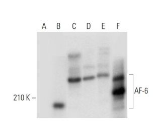 AF-6 Antibody (G-7) - Western Blotting - Image 304311