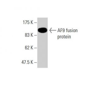 AF9 Antibody (3C11) - Western Blotting - Image 348547