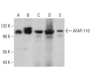 AFAP-110 Antibody (D-11) - Western Blotting - Image 376477 