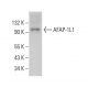AFAP-1L1 Antibody (D-6) - Western Blotting - Image 376142