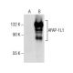 AFAP-1L1 Antibody (D-7) - Western Blotting - Image 157856