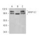 AFAP-1L1 Antibody (D-7) - Western Blotting - Image 368999 