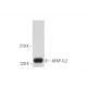AFAP-1L2 Antibody (12) - Western Blotting - Image 333826 
