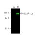 AFAP-1L2 Antibody (12) - Western Blotting - Image 385508 