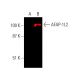 AFAP-1L2 Antibody (12) - Western Blotting - Image 385509