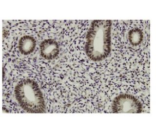 AFF4 Antibody (3D2) - Immunohistochemistry - Image 36276 