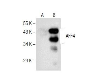 AFF4 Antibody (G-1) - Western Blotting - Image 287744 