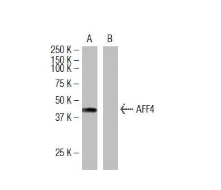 AFF4 Antibody (3D2) - Western Blotting - Image 34429