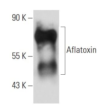 Aflatoxin Antibody AFC 7 SCBT Santa Cruz Biotechnology