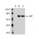AFP/Alpha fetoprotein Antibody (1B10) - Western Blotting - Image 35113 