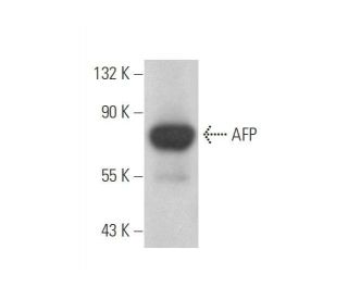 western blotting image from recommended AFP/Alpha fetoprotein (C3) monoclonal antibody replacement. Image 352745