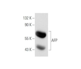 AFP/Alpha fetoprotein Antibody (E-7) - Western Blotting - Image 80710 