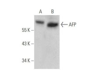 AFP/Alpha fetoprotein Antibody (H-9) - Western Blotting - Image 352747 