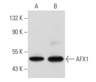 western blotting image from recommended AFX1 (A-7) monoclonal antibody replacement. Image 356843