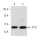 western blotting image from recommended AFX1 (A-7) monoclonal antibody replacement. Image 356843