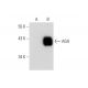 AGA Antibody (G-10) - Western Blotting - Image 145522