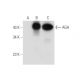 AGA Antibody (H-8) - Western Blotting - Image 314222