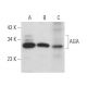 AGA Antibody (H-8) - Western Blotting - Image 372830 