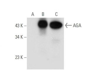 AGA Antibody (H-8) - Western Blotting - Image 314222