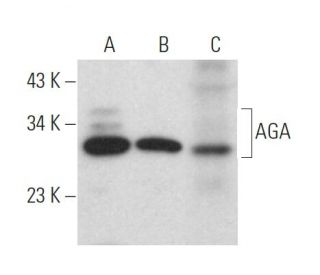 AGA Antibody (H-8) - Western Blotting - Image 372830