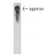 aggrecan Antibody (4F4) - Western Blotting - Image 11510 