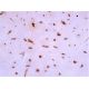immunohistochemistry image from recommended aggrecan (4F4) monoclonal antibody replacement. Image 382986