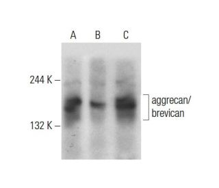 western blotting image from recommended aggrecan/brevican (D-4) monoclonal antibody replacement. Image 127271
