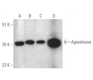 Agmatinase Antibody (G-12) - Western Blotting - Image 390064 