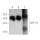 AGP-1/2 Antibody (F-4) - Western Blotting - Image 359935 