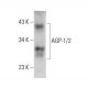 AGP-1/2 Antibody (F-4) - Western Blotting - Image 386849 