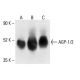 AGP-1/2 Antibody (F-4) - Western Blotting - Image 411072