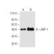 AGP-1 Antibody (29A1) - Western Blotting - Image 62832