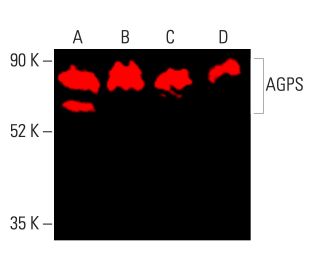 AGPS Antibody (A-2) - Western Blotting - Image 403572 