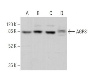 AGPS Antibody (A-2) - Western Blotting - Image 371235