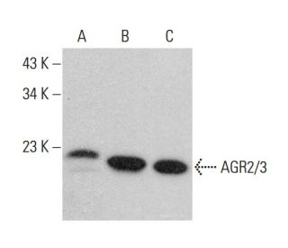 AGR2/3 Antibody (C-7) - Western Blotting - Image 384393 