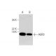 AGR3 Antibody (G-10) - Western Blotting - Image 291005 