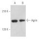 western blotting image from recommended Agrin (D-2) monoclonal antibody replacement. Image 355505