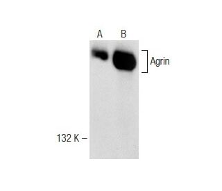Agrin Antibody (D-2) - Western Blotting - Image 148790