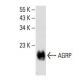 AGRP Antibody (H-5) - Western Blotting - Image 393525 